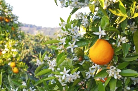  Adana Portakal Çiçeği Festivali Turu