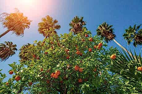  Adana Portakal Çiçeği Festivali Turu